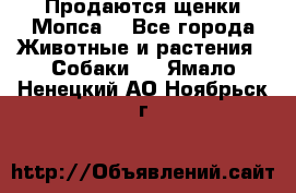 Продаются щенки Мопса. - Все города Животные и растения » Собаки   . Ямало-Ненецкий АО,Ноябрьск г.
